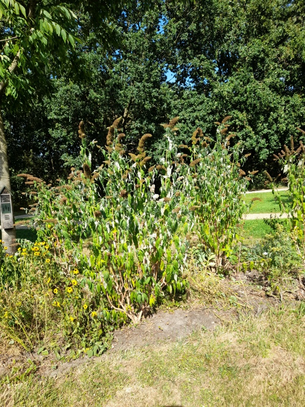 Vlindertuin in waternood aug